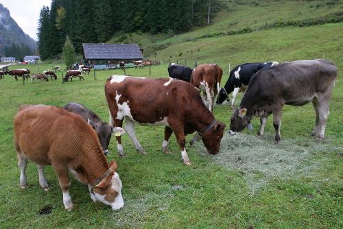 Almabtrieb auf der Rettenbachalm in Bad Ischl