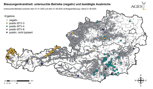 Blauzungenkrankheit: untersuchte Betriebe (negativ) und bestätigte Ausbrüche