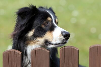 Ein Hund blickt über den Gartenzaun