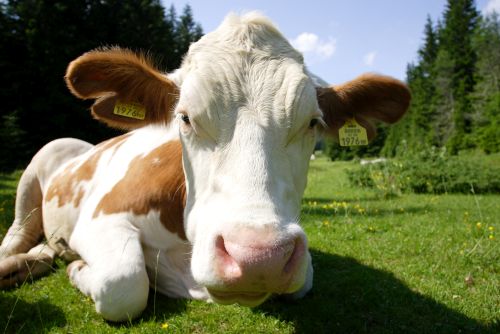 Eine zufriedene Kuh ruht auf der Weide