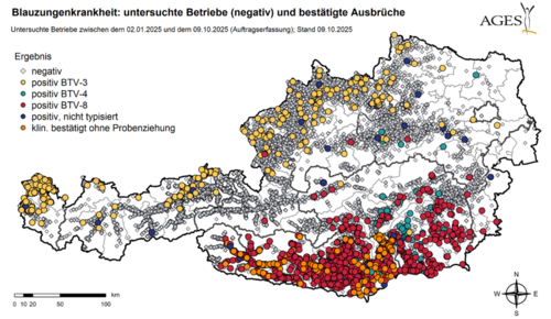 Blauzungenkrankheit: untersuchte Betriebe (negativ) und bestätigte Ausbrüche