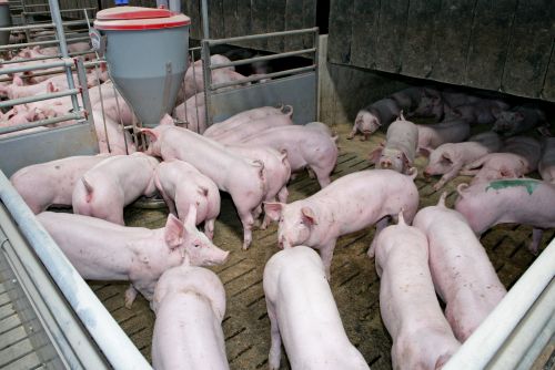 Mehrere Schweine tummeln sich in einer Box