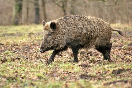 Wildschwein streift durch den Wald