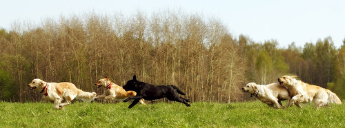 Hunde laufen auf einem Feld