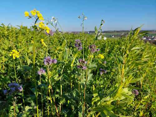 Feld mit Gründüngung