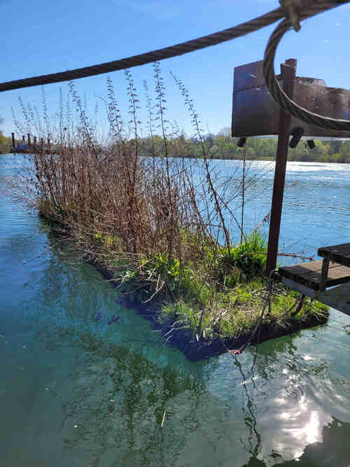 Stadtwerkstatt, Schwimmende Wildwuchselemente