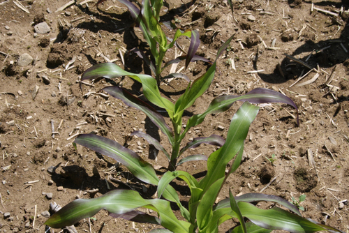 Maispflanzen mit Phosphormangel