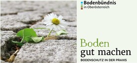 Gänseblümchen bricht durch ausgetrockneten Boden