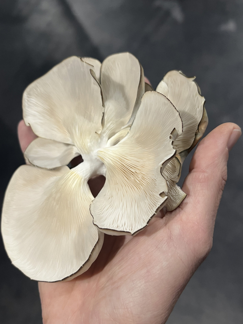 Pilz Mycel