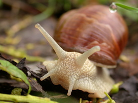 Weinbergschnecke kriecht über den Boden