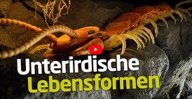 Screenshot des BildungsTV Beitrags zum Bodencubus