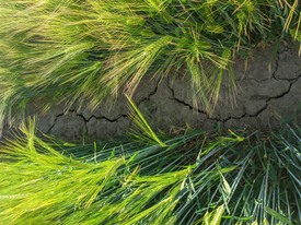 Trockenrisse in der Landwirtschaft