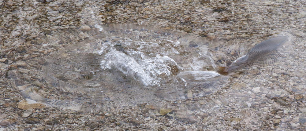 Forellen im klaren Wasser