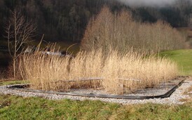 Pflanzen - Kleinkläranlage