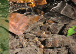 Feinsediment in Flüssen (Quelle: blattfisch.at)