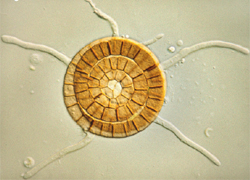 Moorschnecke Helicoma sp. (Quelle: Land OÖ, Hubert Blatterer)