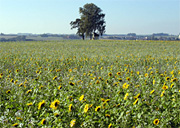 Sonnenblumenfeld 
