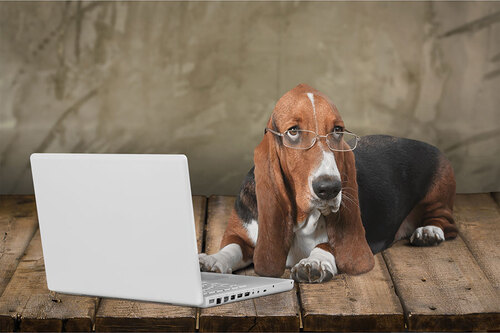 Hund mit Brille und Notebook