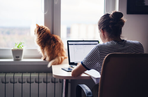 Frau arbeitet am Notebook im Homeoffice, daneben sitzt eine Katze, die aus dem Fenster schaut.