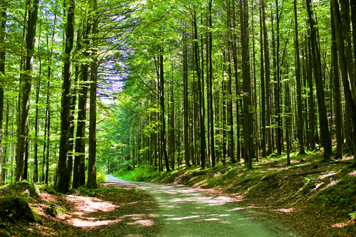 Wald mit Straße 