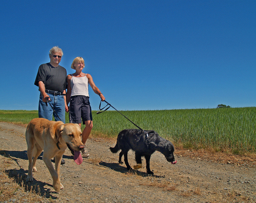 Ehepaar spaziert mit zwei Hunden 