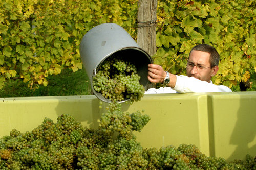 Weinbau beim Weinlesen 