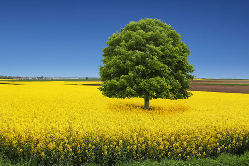 Rapsfeld mit Baum im Sommer