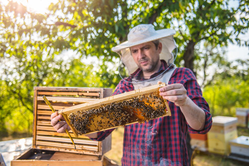 Ein Imker überprüft eine Bienenwabe