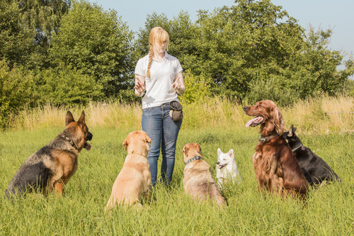 Frau bzw. Hundetrainerin beim Training von sechs Hunden