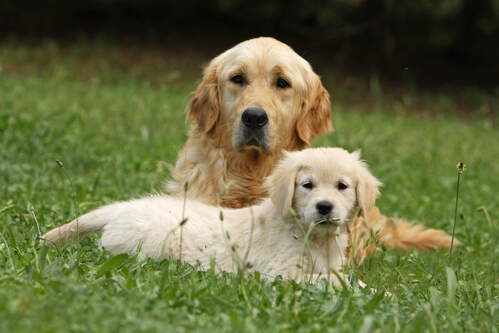 Ein großer und kleiner Golden Retriever liegen auf eine Wiese.