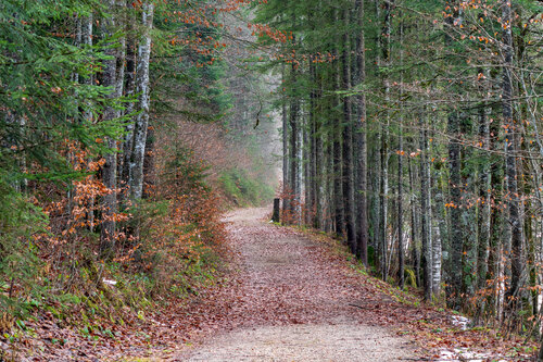 Forststraße in einem Wald in Vorderstoder