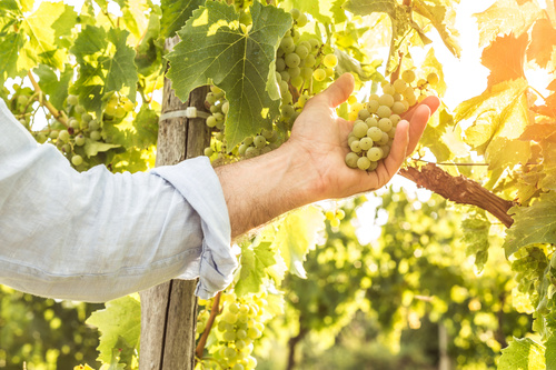 Ein Weinbauer betrachtet eine Weinrebe mit weißen Trauben.