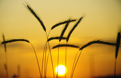 Kornähren im Sonnenuntergang