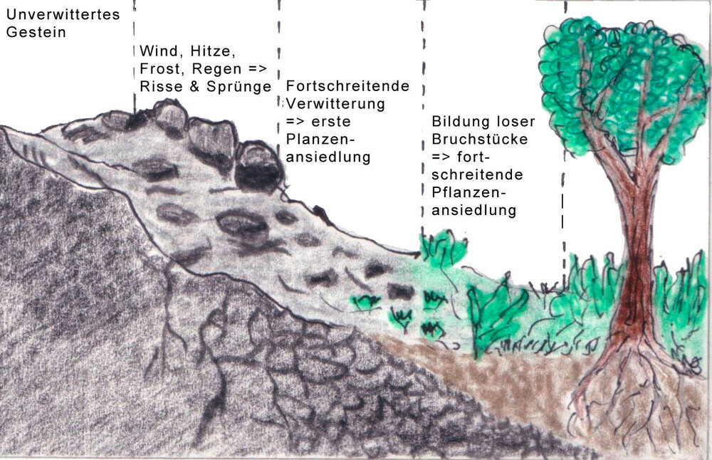 Die Abbildung zeigt, wie durch Verwitterung von Gestein und die langsame Besiedelung mit Pflanzen über einen langen Zeitraum Boden entsteht.
