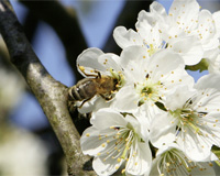 Biene auf einer Obstbaumblüte